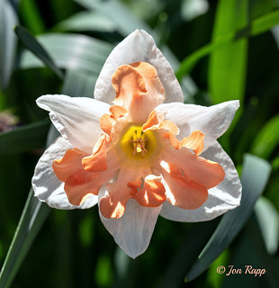 Daffodil 03b (edit)