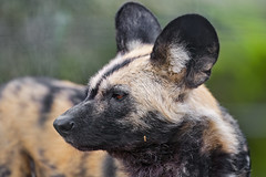 Close profile portrait of a wild dog