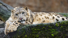 Young snow leopard resting