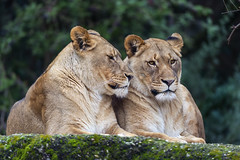 Two lionesses next to each other