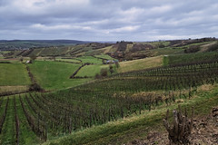 Moselle vineyards - Photo of Apach