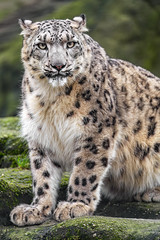 Snow leopard sitting