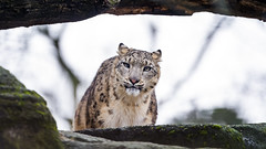 Young snow leopard looking at me