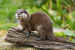 Cute otter posing well on the log