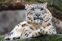 Another close portrait of the young snow leopards, most probably the male.