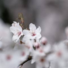Printemps en fleur - Photo of Launac