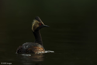Eared Grebe (M) in breeding plumage (chiaroscuro)