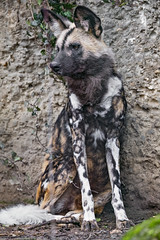 Wild dog sitting - Photo of Liebenswiller