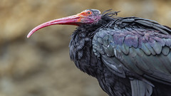 Profile of a bald ibis