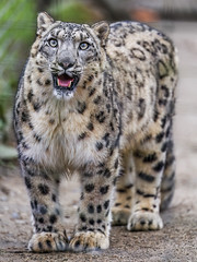 Young snow leopard with open mouth