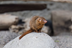 Dwarf mongoose on the stone