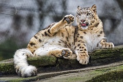 Snow leopardess in a funny position