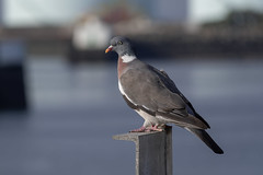 Pigeon ramier - Photo of Octeville-sur-Mer