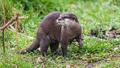 Otter with paw high
