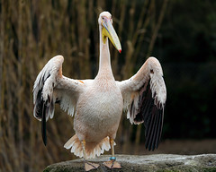 Pink pelican showing wings