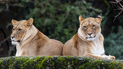 Two lionesses relaxing on the rock - Photo of Liebenswiller