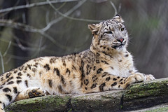 Young snow leopard, again