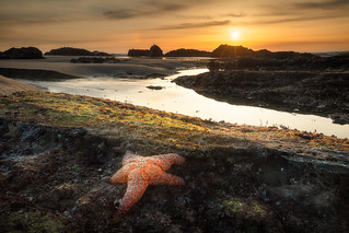 Sea Star at sunset