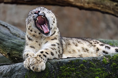 Young snow leopard yawning