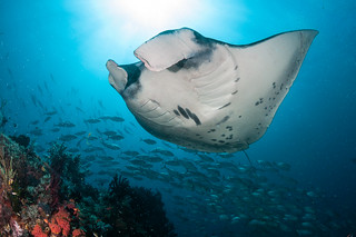 manta_ray_Whale_Rock_boo_Fiabacet_1