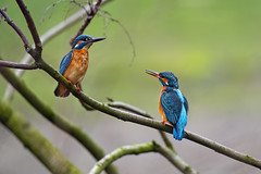 Two kingfishers - Photo of Liebenswiller