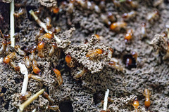 Many termites - Photo of Liebenswiller