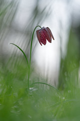 Fritillaire - Photo of Fonsorbes