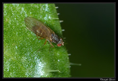 Scaptomyza pallida - Photo of Plérin