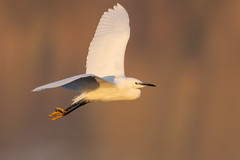 Little egret - Photo of Monthyon