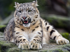 Ynow leopardess with open mouth