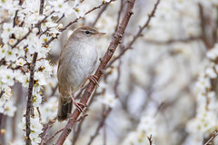 Cetti-s warbler - Photo of Barcy