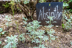 Absinthe growing near the Saut du Doubs - Photo of Montlebon