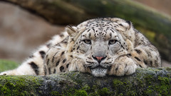 Flat snow leopard