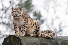 Snow leopard posing on log
