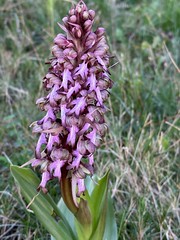 Orchis géant - Photo of Le Crès