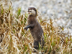 Otter standing in high grasses
