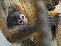 Baby spider monkey