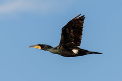 Great cormorant - Photo of Chambry