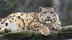 Snow leopard posing