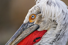 Closeup of the white pelican
