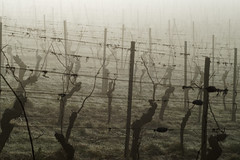 Foggy vine - Photo of Thanvillé