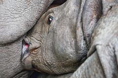 Young rhino against mother