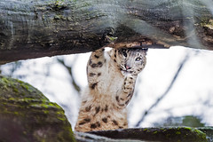 I like the position of this young snow leopard, she was kind of marking the lower side of the log!