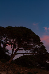 Un pin au coucher de soleil