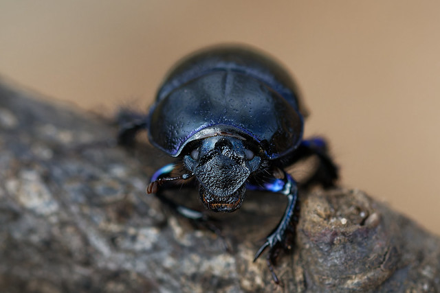 Dor Beetle (Anoplotrupes stercorosus) Skogstordyvel