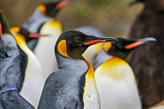 A few kind penguins