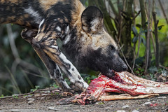 Wild dog eating meat