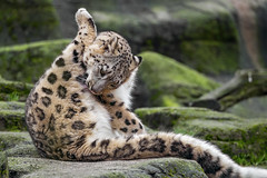 Grooming snow leopard