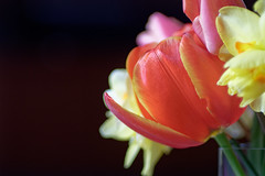 Fleurs d-un bouquet - Photo of Tournefeuille