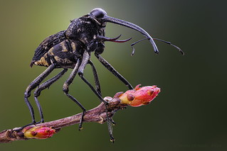 Spiny weevil